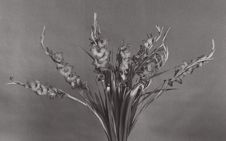 Image for the Photographs sale