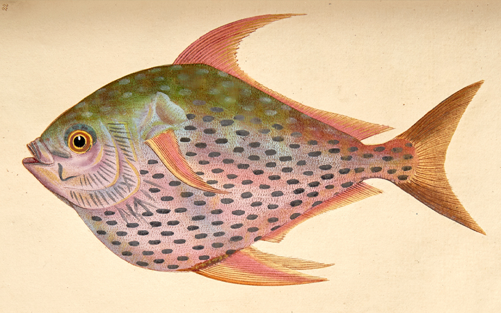 Image for the Travel, Natural History, Americana & Sporting Books sale