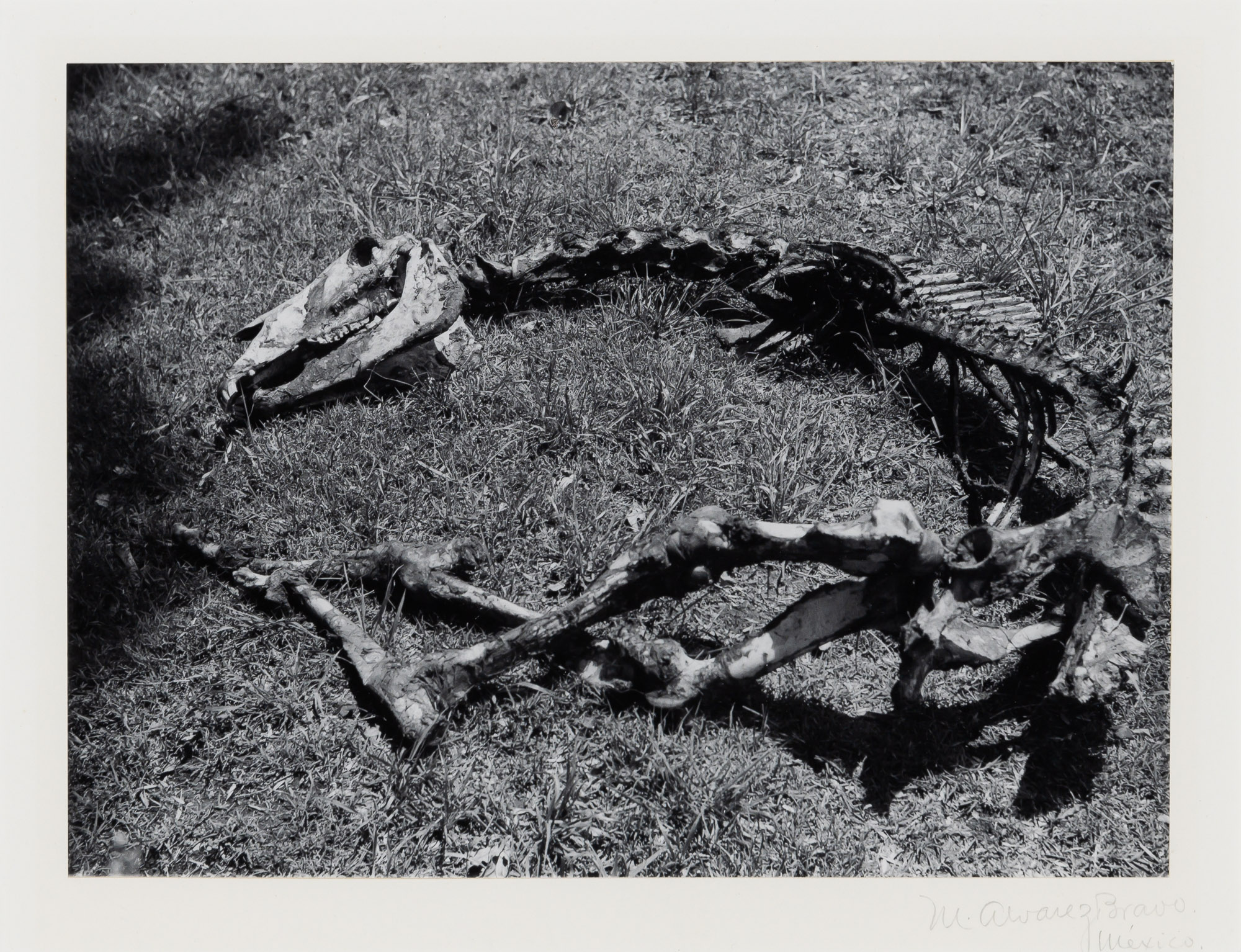 Lot image - BRAVO, MANUEL ALVAREZ (1902-2002)  [Dead horse],