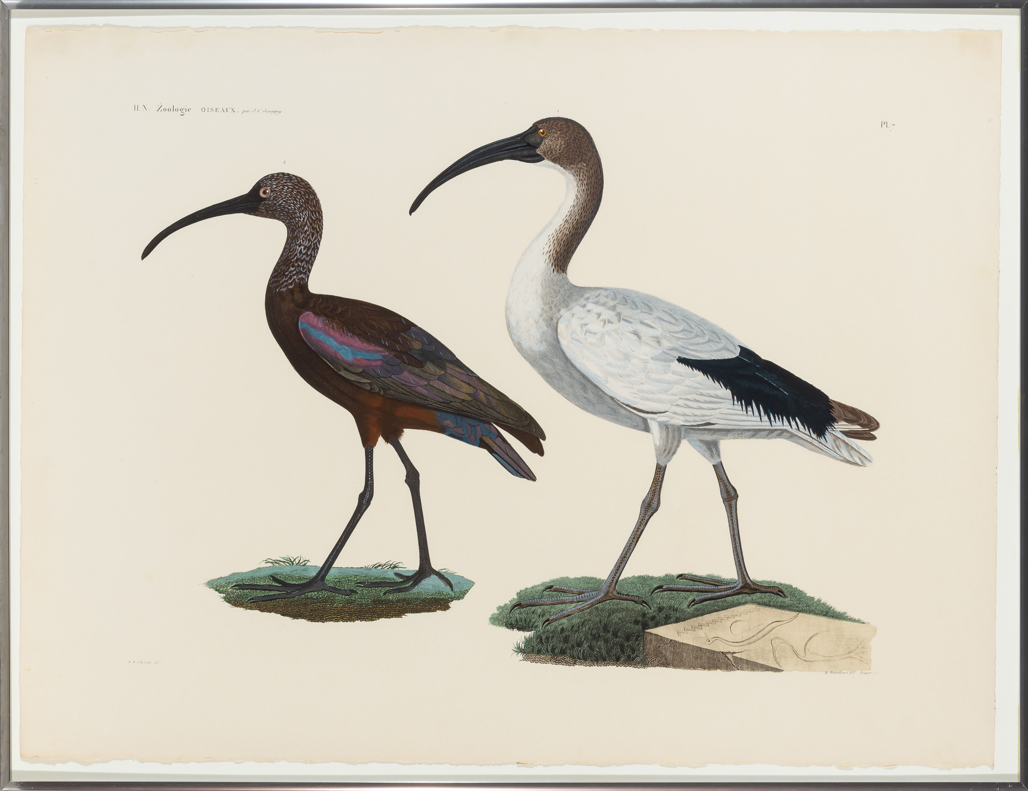 Lot image - [PRINTS-BIRDS]  Group of fourteen large color reproduction bird prints after J.C. Savigny.