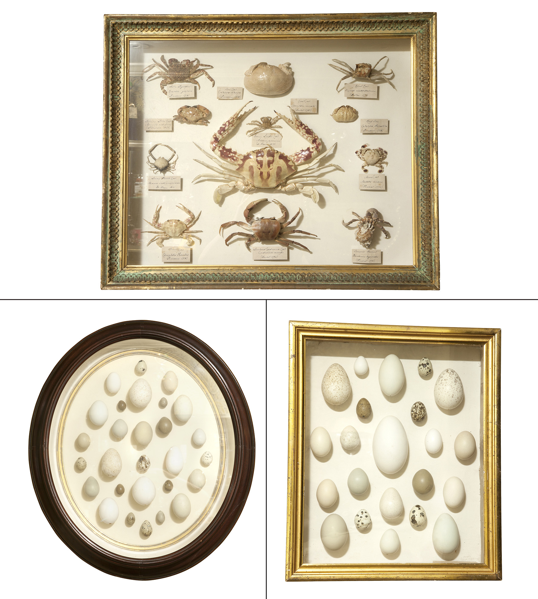 Lot image - Group of Three Natural History Shadowboxes