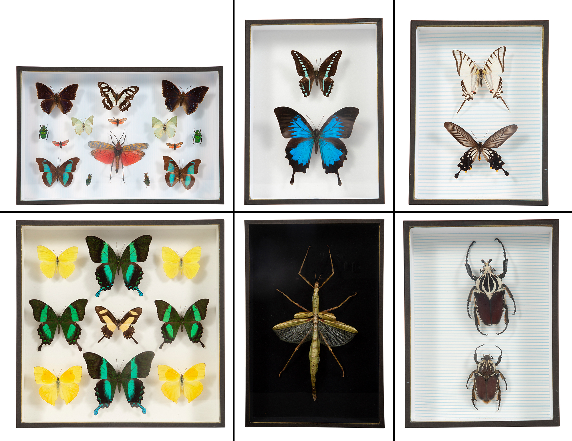 Lot image - Group of Six Framed Butterflies and Insects