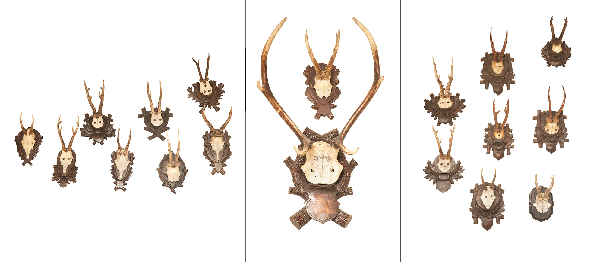 Lot image - Group of Eighteen Antlers