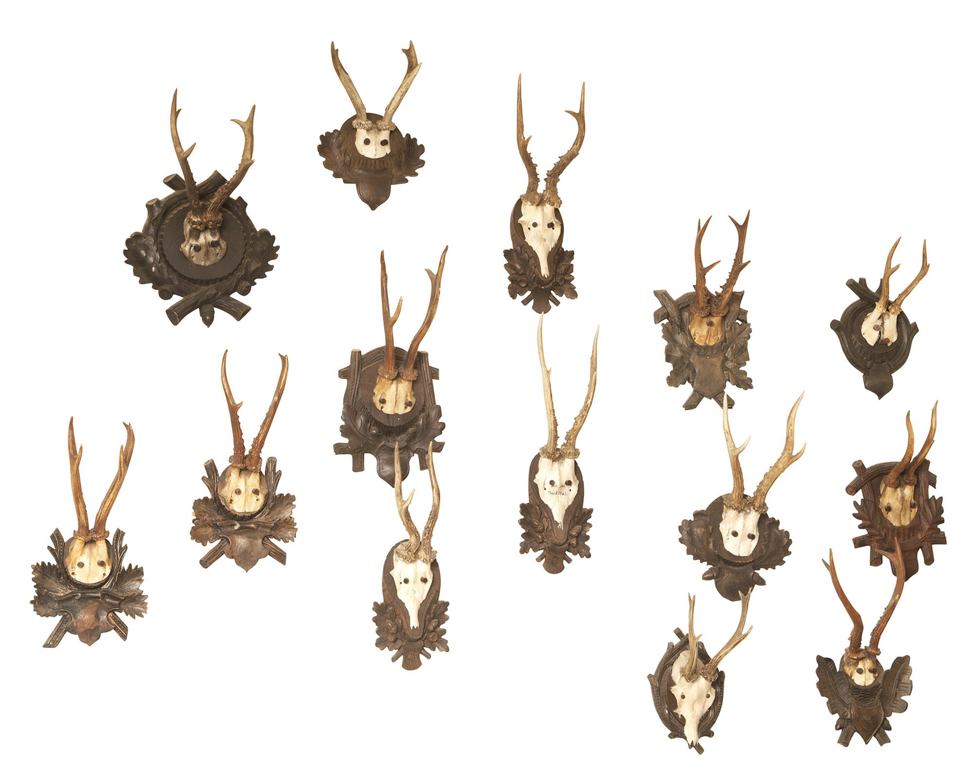 Lot image - Group of Fourteen Antlers