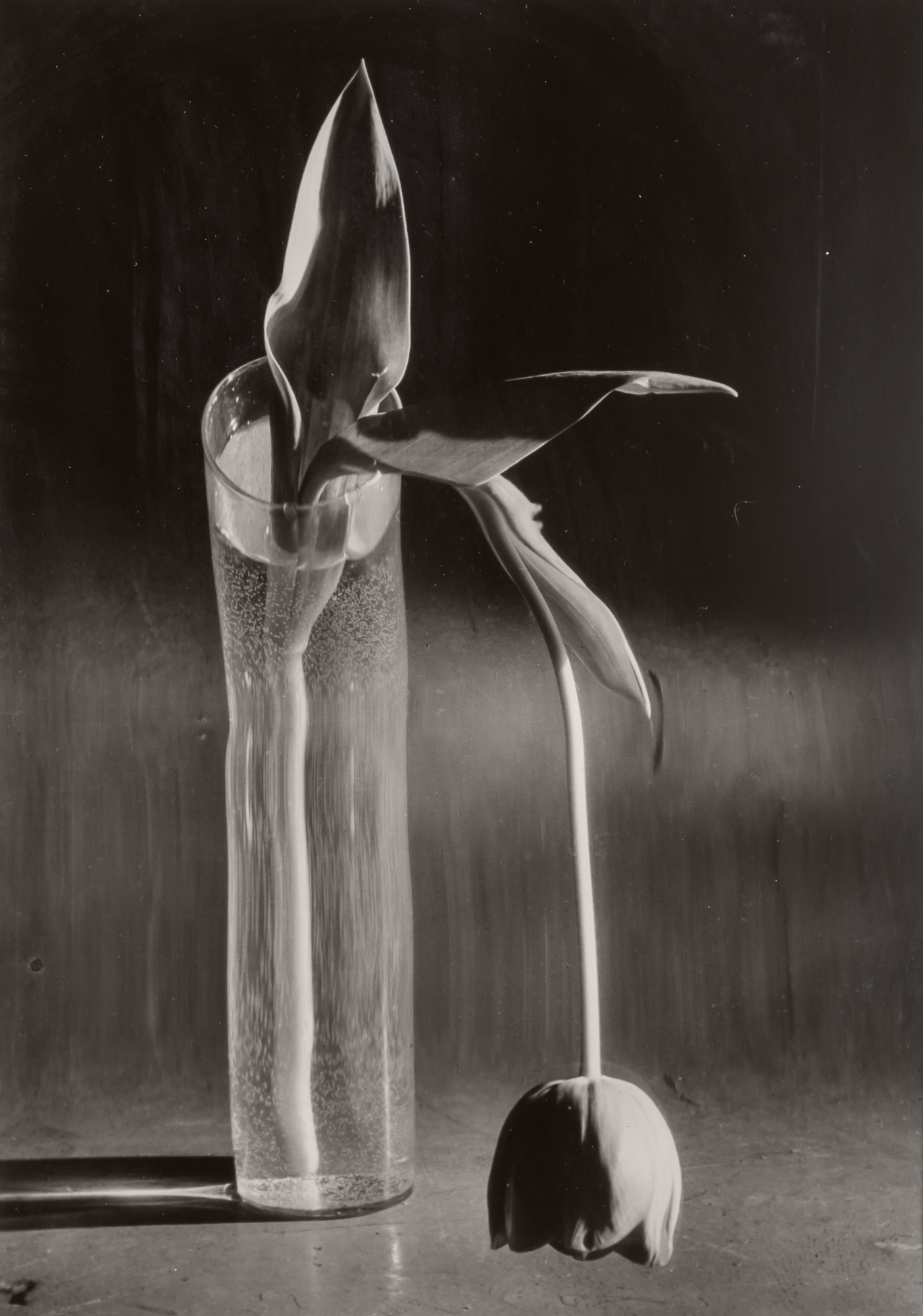 Lot image - KERTÉSZ, ANDRÉ (1894-1985)  [Melancholic Tulip],