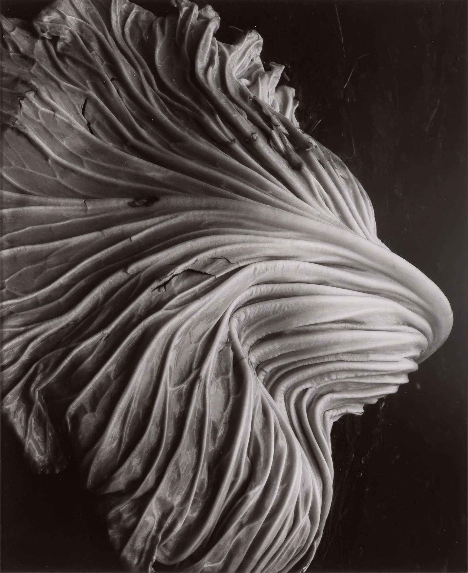 Lot image - WESTON, EDWARD (1886-1958)  Cabbage Leaf [Negative 39V],