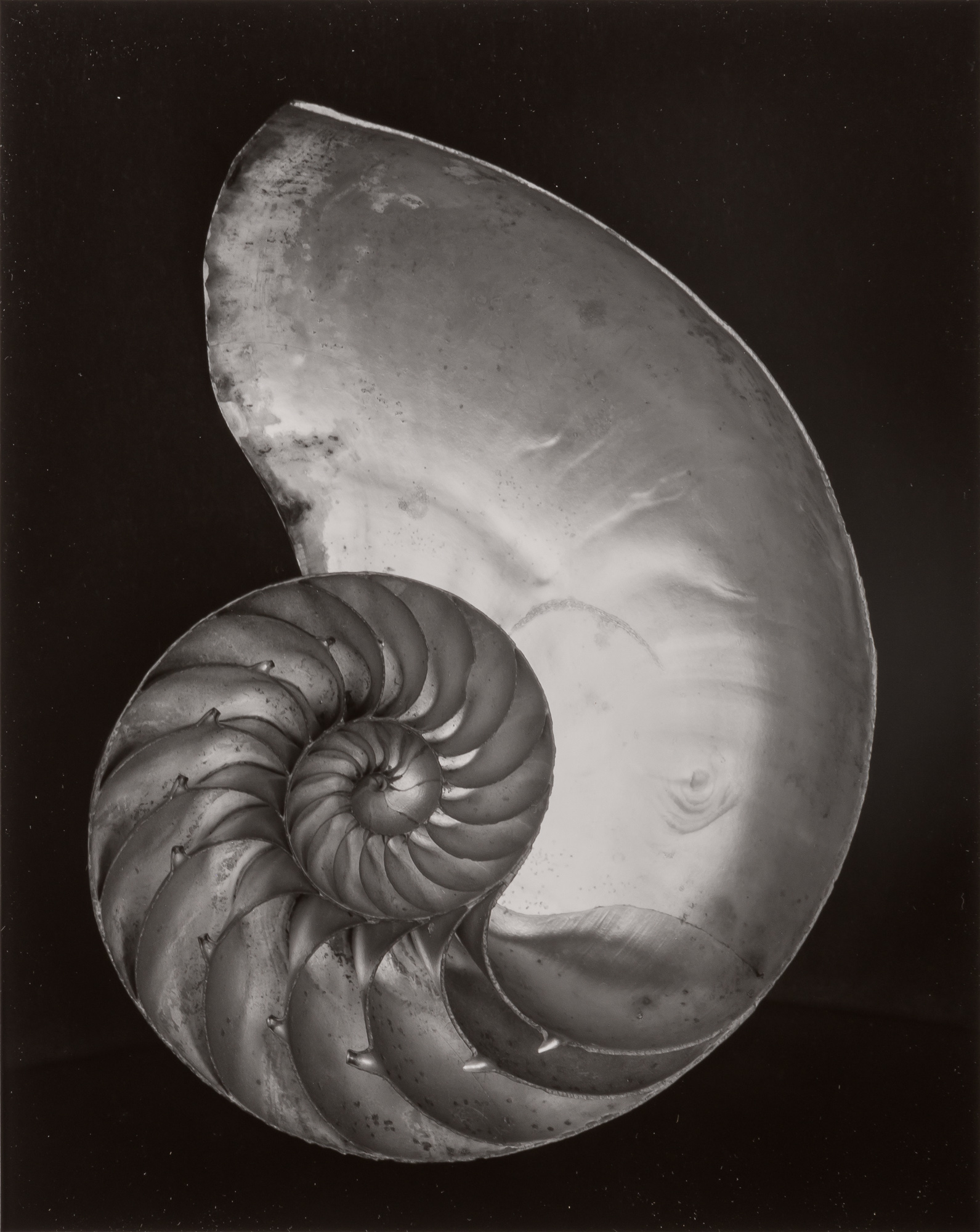 Lot image - WESTON, EDWARD (1886-1958)  Shell [Nautilus, Negative 2S],