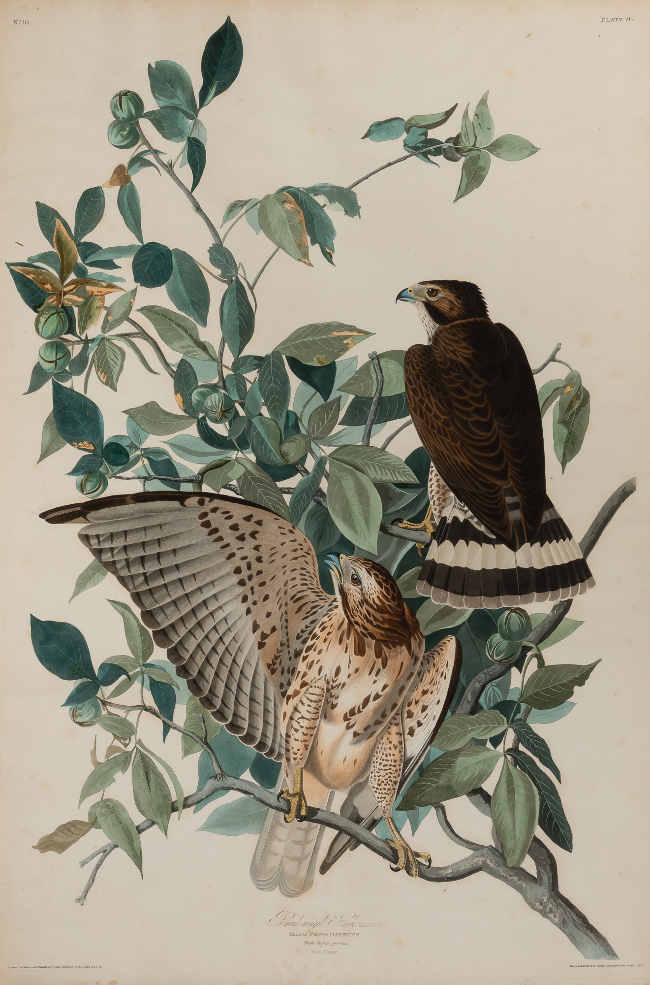 Lot image - After John James Audubon (1785-1851)