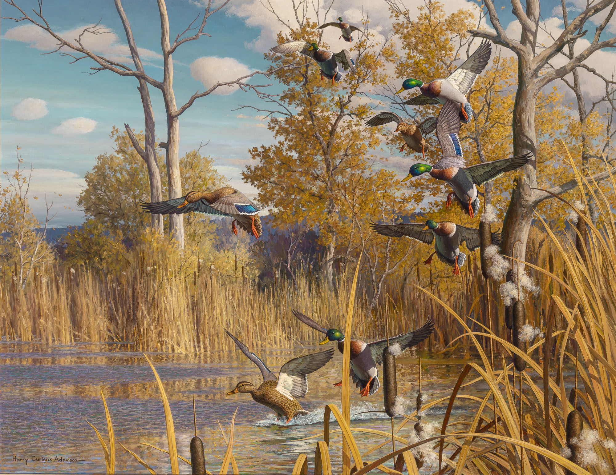 Lot image - Harry Curieux Adamson