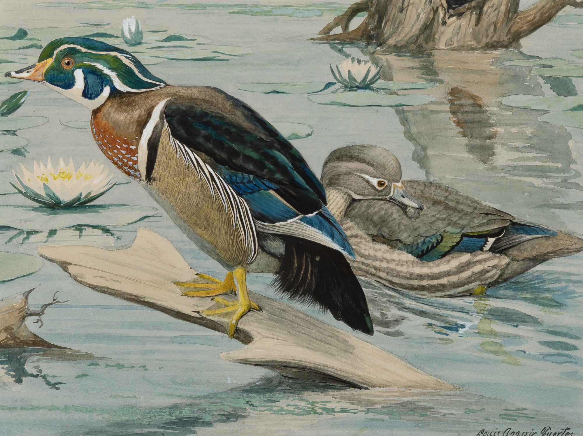 Lot image - Louis Agassiz Fuertes  American, 1874-1927  June Wood Duck