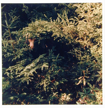 Lot image - William Wegman