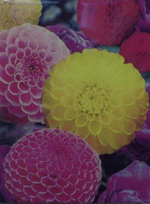 Lot image - Peter Dayton