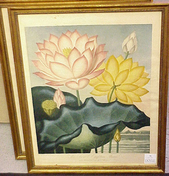 Lot image - Dr. Robert John Thornton, publisher