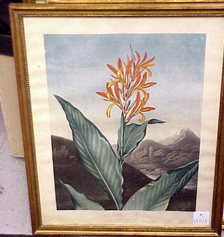 Lot image - Dr. Robert John Thornton, publisher