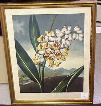 Lot image - Dr. Robert John Thornton, publisher