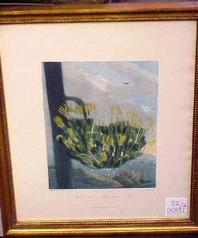 Lot image - Dr. Robert John Thornton, publisher