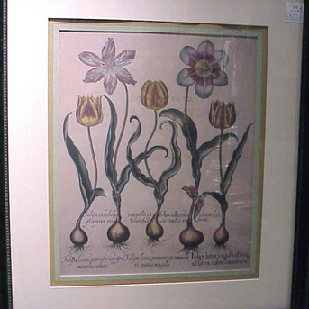 Lot image - After Basilius Besler