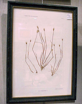 Lot image - Constantin von Ettinghausen and Alois Pokorny