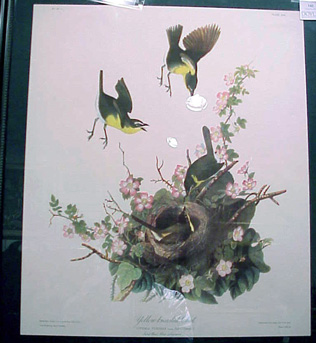 Lot image - After John James Audubon