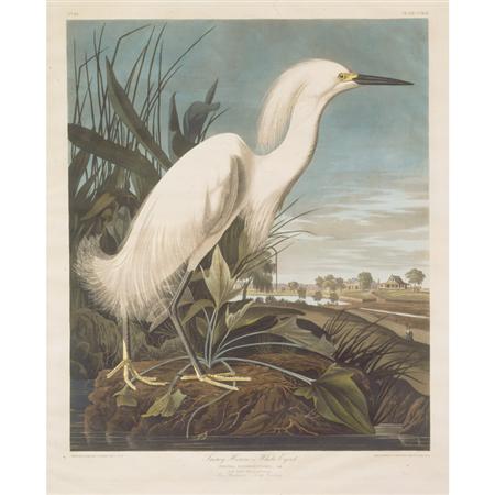 Lot image - After John James Audubon SNOWY HERON, OR WHITE EGRET Hand-colored engraving and aquatint by R. Havell