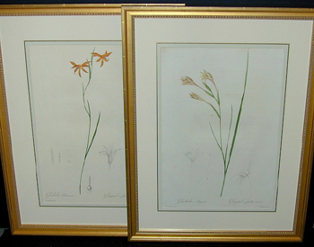 Lot image - After P. J. Redoute