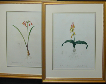 Lot image - After P. J. Redoute