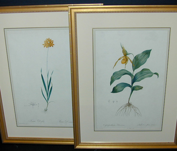 Lot image - After P. J. Redoute