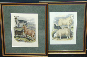 Lot image - After William Shiels