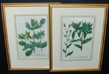 Lot image - After Johann Weinmann