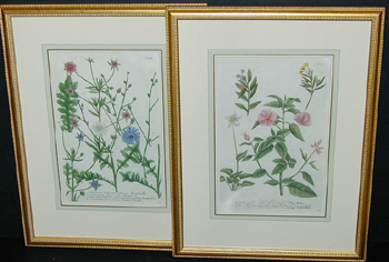 Lot image - After Johann Weinmann