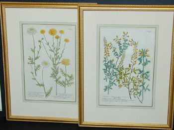 Lot image - After Johann Weinmann