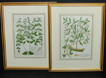 Lot image - After Johann Weinmann