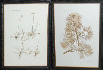 Lot image - Constantin von Ettingshausen and Alois Pokorny