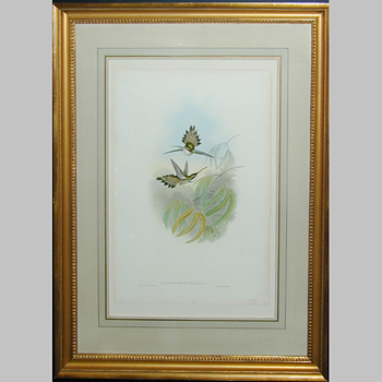 Lot image - J. Gould & H.C. Richter