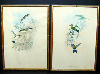 Lot image - J. Gould and H. C. Richter