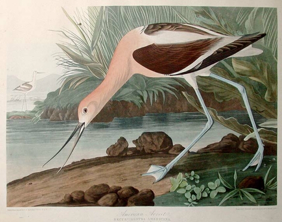 Lot image - After John James Audubon