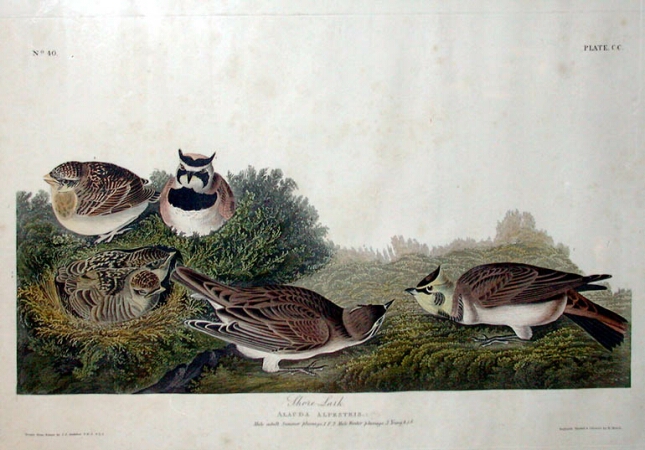 Lot image - After John James Audubon