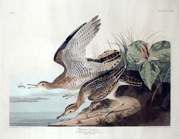 Lot image - After John James Audubon