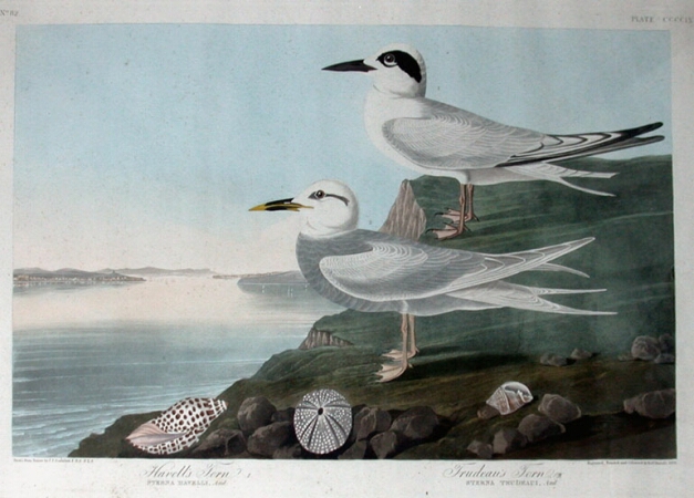 Lot image - After John James Audubon
