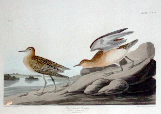 Lot image - After John James Audubon