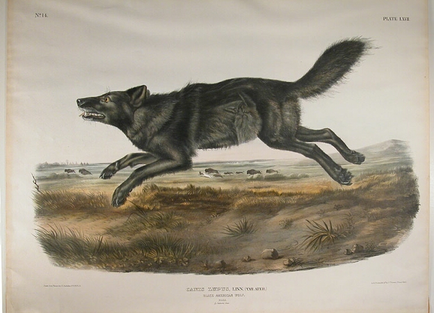 Lot image - After John James Audubon