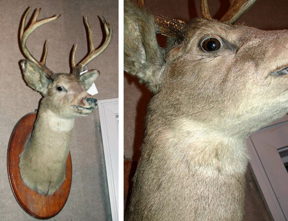 Lot image - Mounted Deer Head