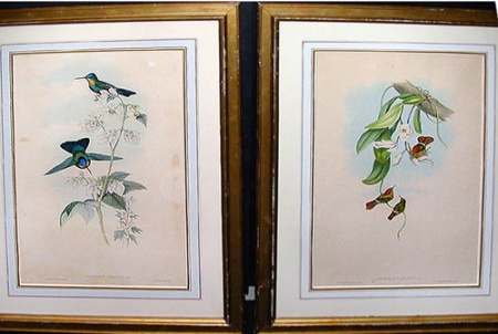 Lot image - J. Gould & H. C. Richter