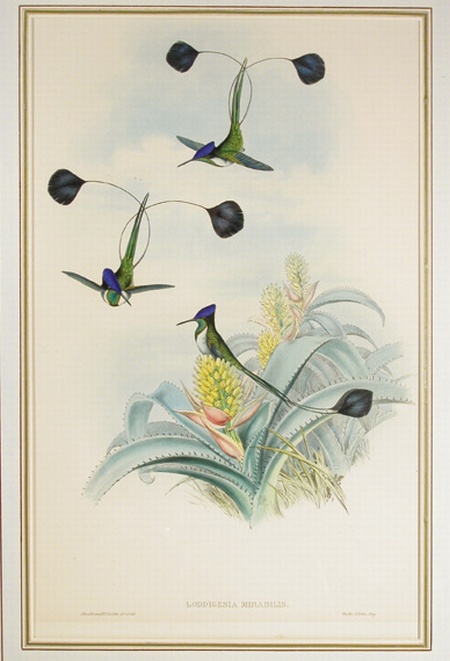 Lot image - J. Gould & H. C. Richter