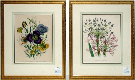 Lot image - After Jane Loudon