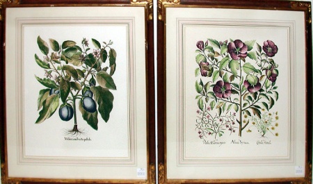 Lot image - Basilius Besler