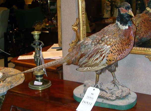 Lot image - Victorian Style Stuffed Pheasant