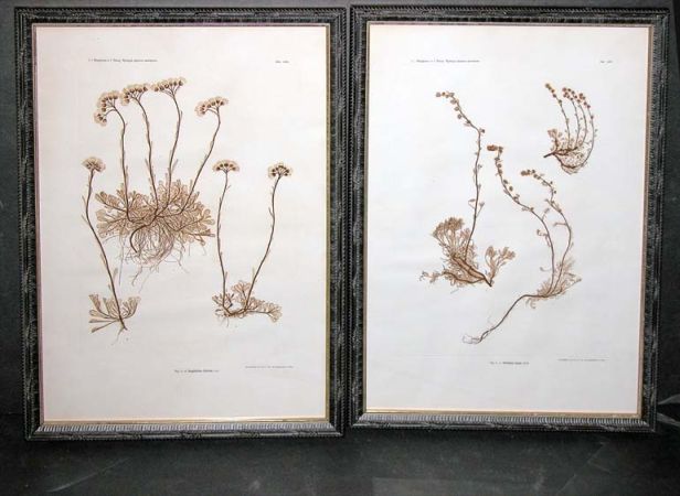 Lot image - Constantin von Ettingshausen and Alois Pokorny