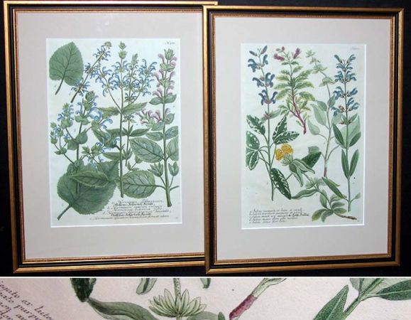 Lot image - After Johann Weinmann