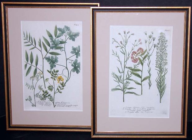 Lot image - After Johann Weinmann